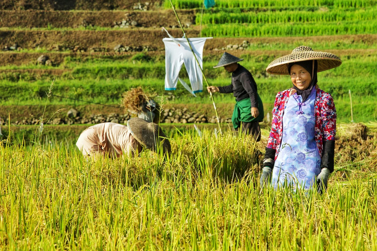 Petani memanen padi