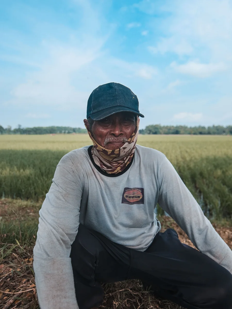 Potret petani padi
