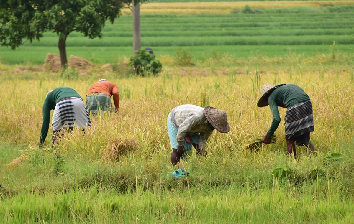 Panen padi bersama di sawah
